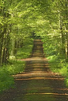 Anthony Harrison: Woodland path with shafts of sunshine