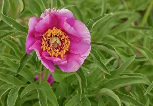 Paeonia: Woodland peony, Paeonia obovata, in flower in in
