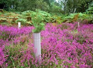 Sapling: WOODLAND - Pine sapling protected by plastic tube