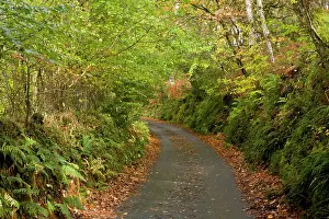 Verge: Woodland - Quiet minor road through mixed woodland in autumn