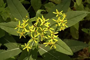 Senecio: A woodland ragwort