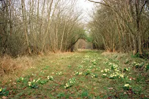 Footpaths: WOODLAND ride in spring