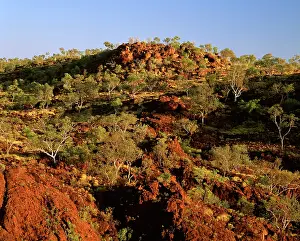 Constance: Woodland on sandstone plateau..Constance Range