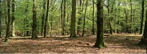 Arty: WOODLAND - Spring foliage in New Forest