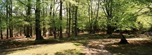 Beeches: WOODLAND - Spring Foliage and Woodland Walks