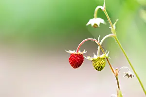 Private: Woodland strawberries in a garden France, Lorraine