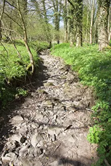 2007: Woodland Stream - Dried up in April 2007