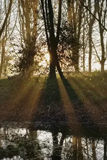 Rays: Woodland sunrise with sun rays