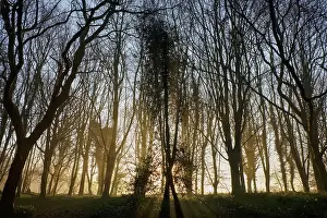 Rays: Woodland sunrise with sun rays