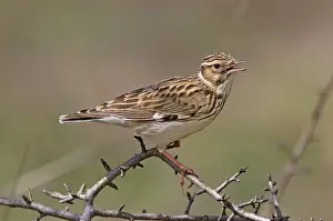 Lullula: Woodlark