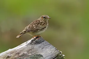 Lark: Woodlark