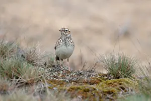 Arborea: Woodlark