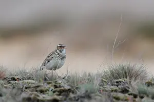 Arborea: Woodlark