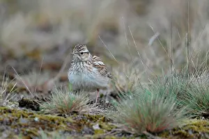 Arborea: Woodlark