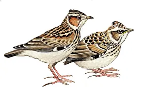 Larks: Woodlark