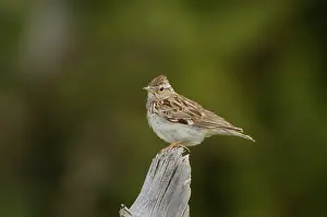 Larks: Woodlark - adult, May