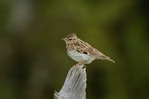 Larks: Woodlark - adult, May