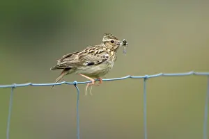 Lullula: Woodlark - on fence, showing hind claws or spurs