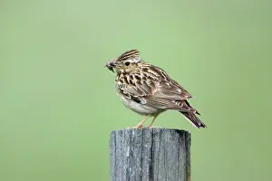 Lullula: Woodlark - with food in beak