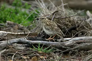 Lullula: Woodlark - with food in beak