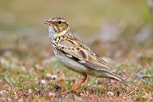 Lullula: Woodlark - on the ground
