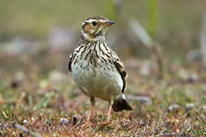 Lullula: Woodlark - on the ground