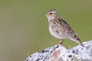 Campania: Woodlark (Lullula arborea), side view of an adul
