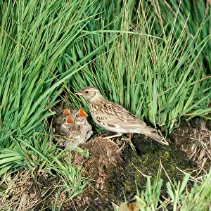 Larks: Woodlark - at nest, hidden in grass