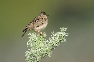 Lullula: Woodlark - perched on lichen covered branch