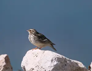 Larks: Woodlark - perched on rock