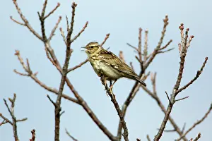 Lullula: Woodlark - singing from tree