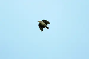 Lullula: Woodlark - singing on the wing