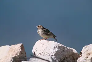 Larks: WOODLARK - standing on rock