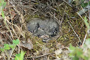 Lullula: Woodlark - young chicks in nest