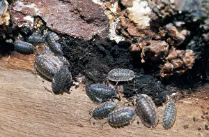 Woodlice: Woodlice - under dead bark