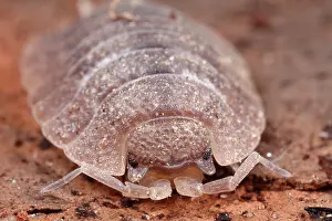 Woodlouse: Woodlouse