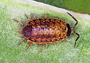 Woodlice: Woodlouse