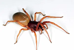 Woodlice: Woodlouse Spider