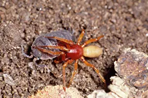 Woodlice: Woodlouse Spider - attacking Woodlouse