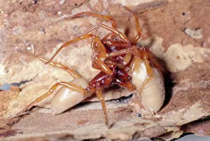 Woodlouse: Woodlouse Spider - male (left) female (right)