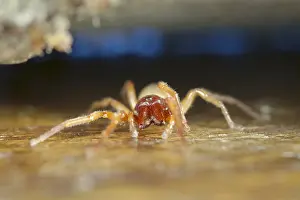 Woodlouse: Woodlouse spider - Norfolk UK