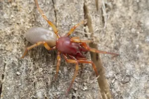Woodlouse: Woodlouse spider - Norfolk UK