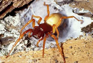 Woodlouse: Woodlouse Spider - threat posture
