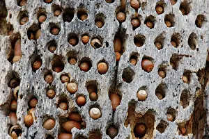 Acorns: Woodpecker - acorn cache / larder / storage in tree