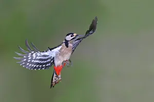 Picid: Woodpecker (Dendrocopos) in flight, North Rhine-Westphalia