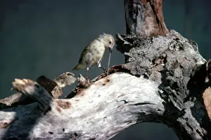 Adaptation: Woodpecker Finch