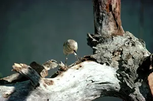 Adaptation: Woodpecker Finch