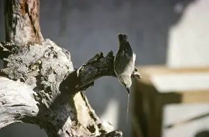 Pallidus: Woodpecker Finch with a twig in its beak