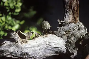 Pallidus: Woodpecker Finch using a twig