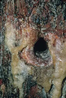 Treehole: Woodpecker Hole